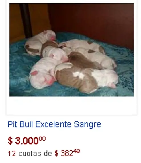 pitbull