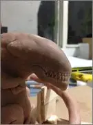 fetal