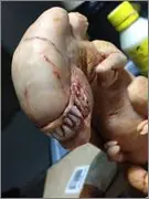 aliens