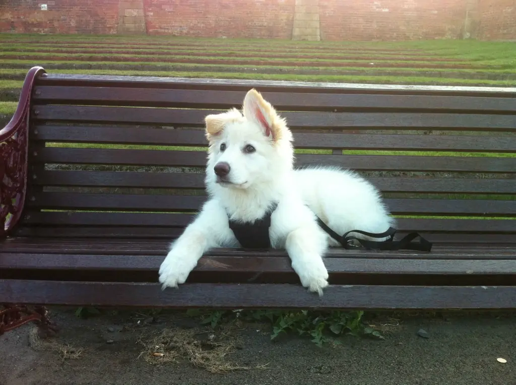 perro de guardia