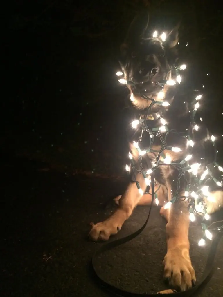 perros para la familia