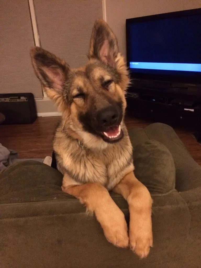 Por que tener un ovejero aleman