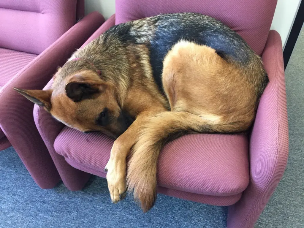 la mejor raza de perros