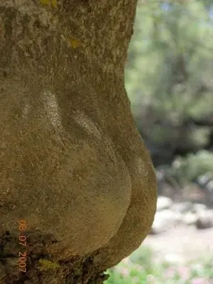 "Fotos Sexys de Árboles"
