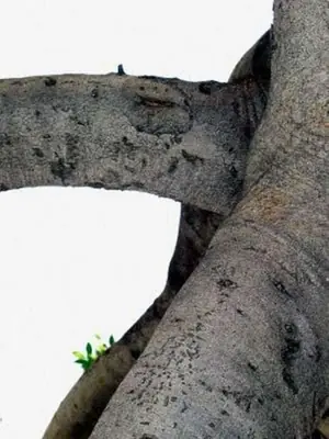 arboles