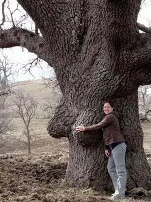 arboles