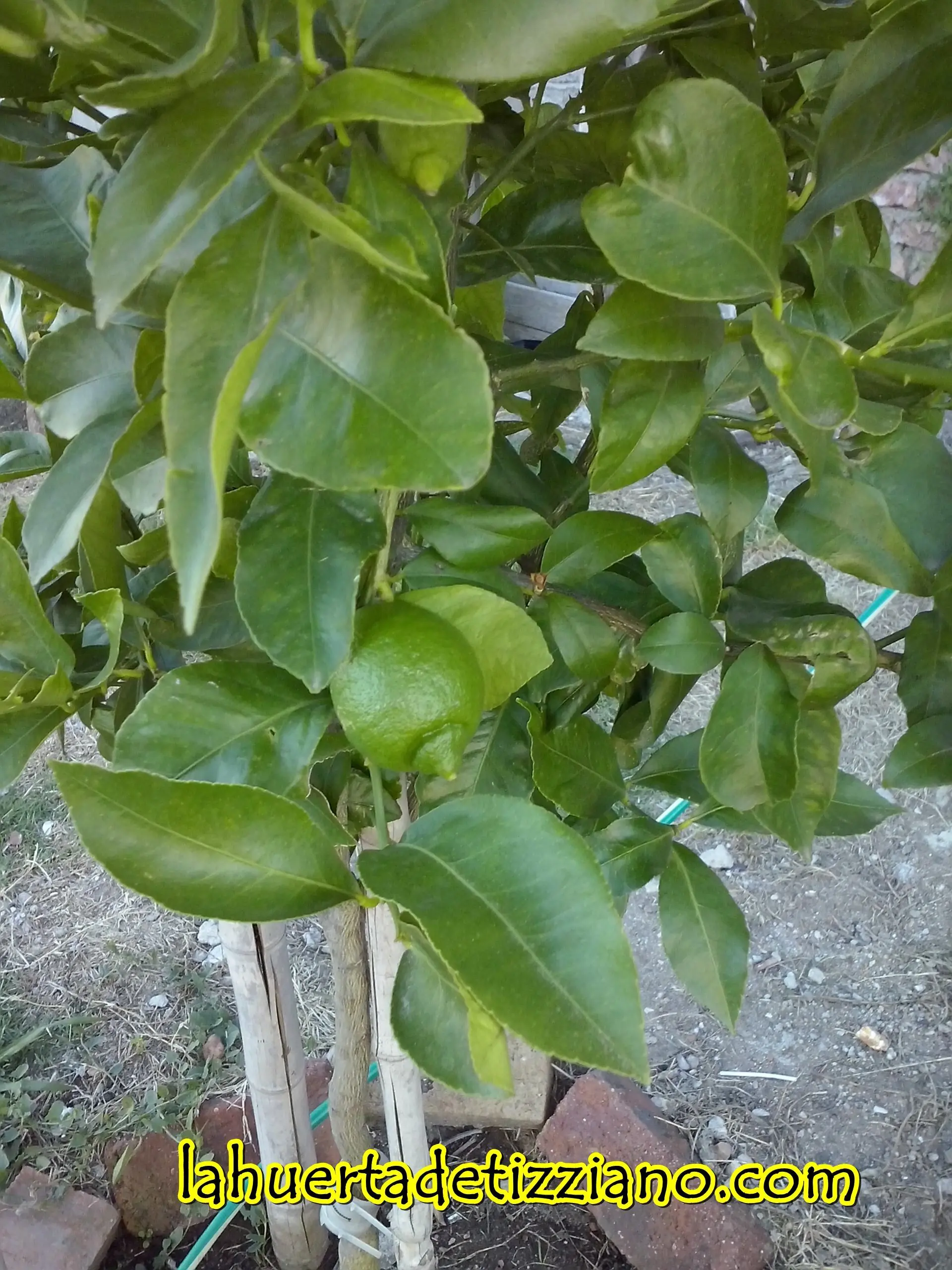 casera