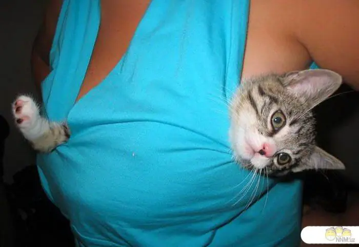 animales