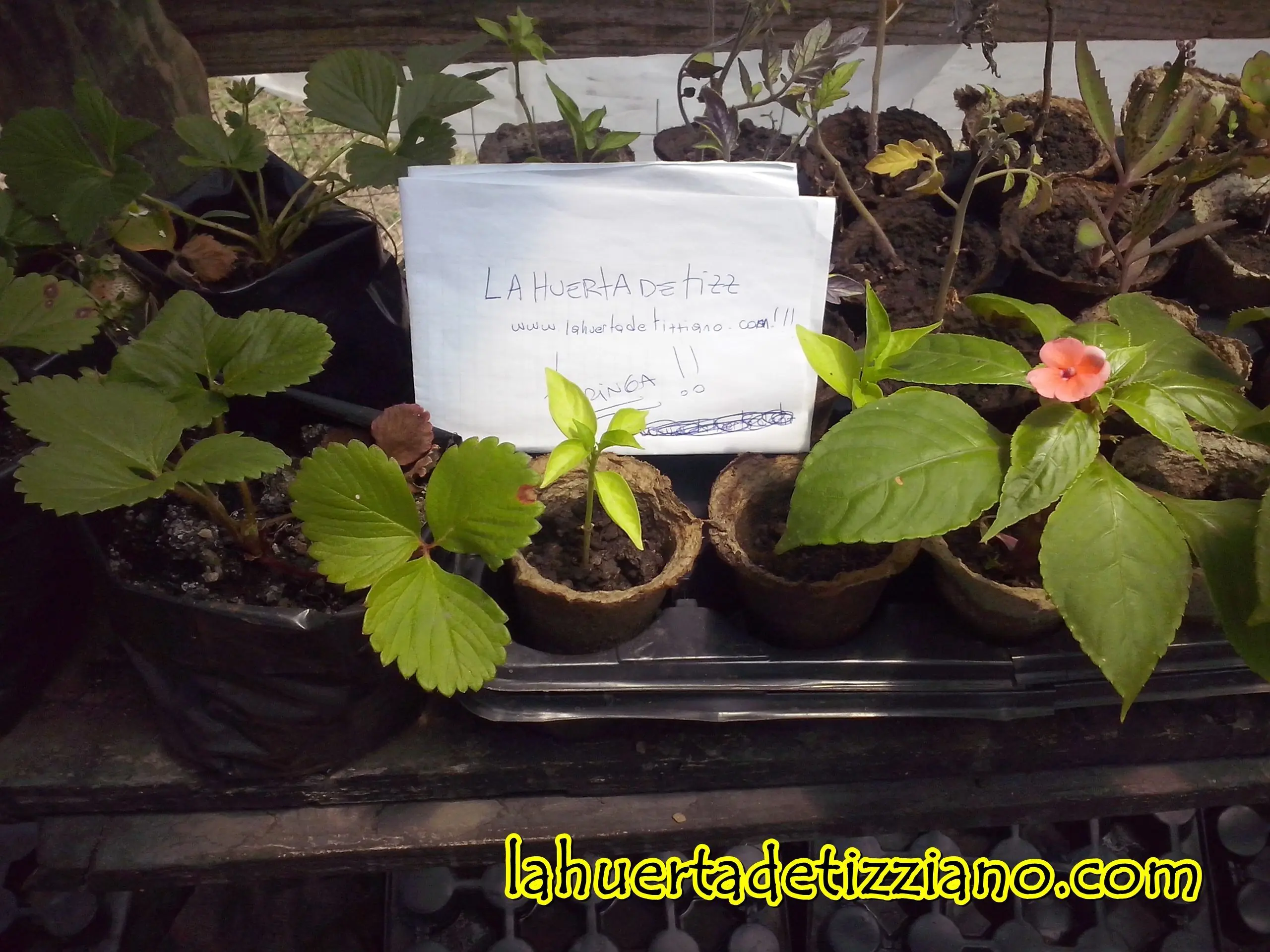 ecologia