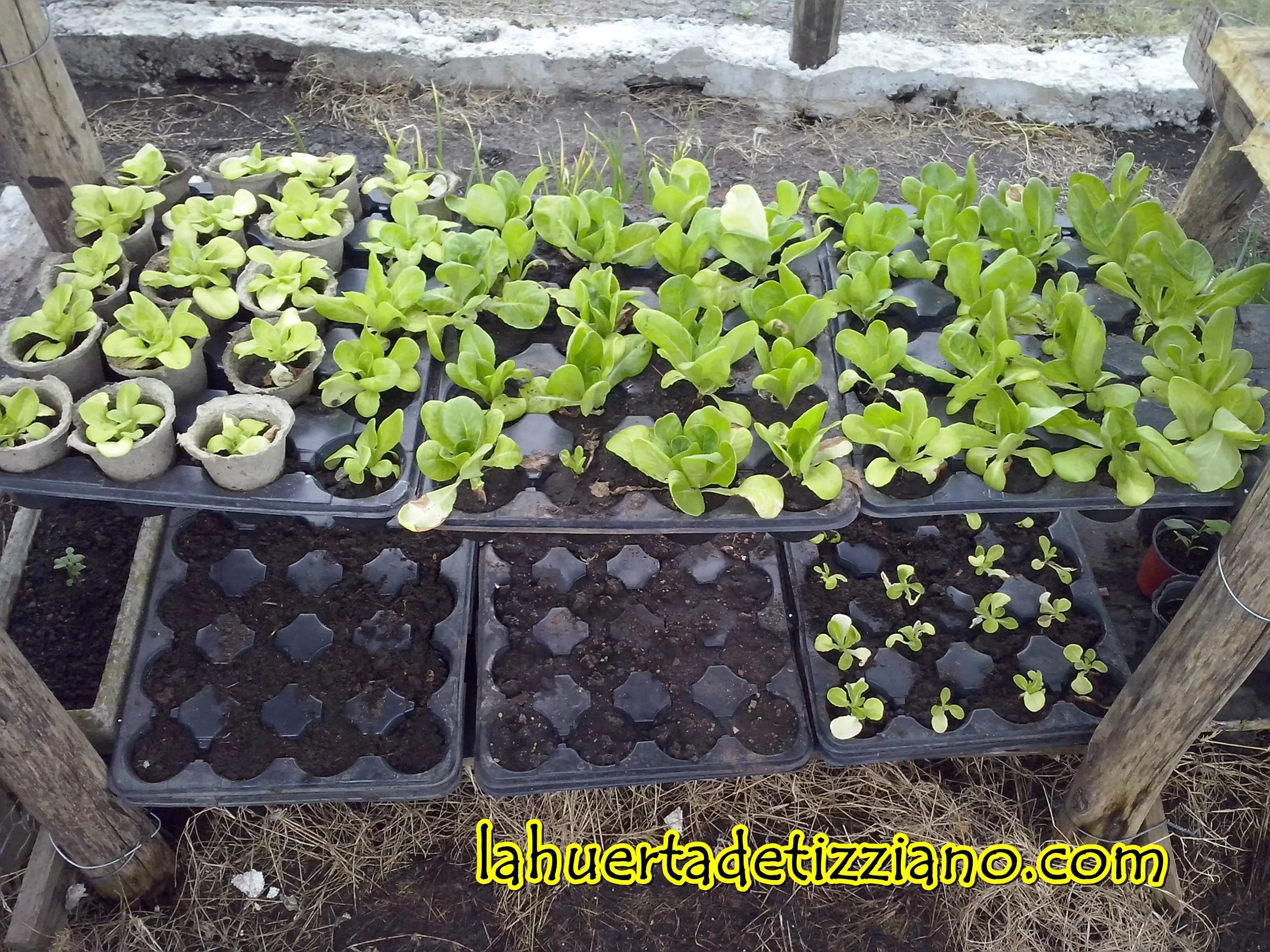 plantas