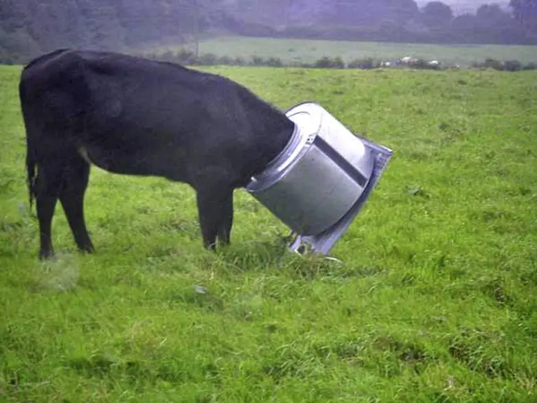 ¿cómo llegaron ahí? animales atrapados