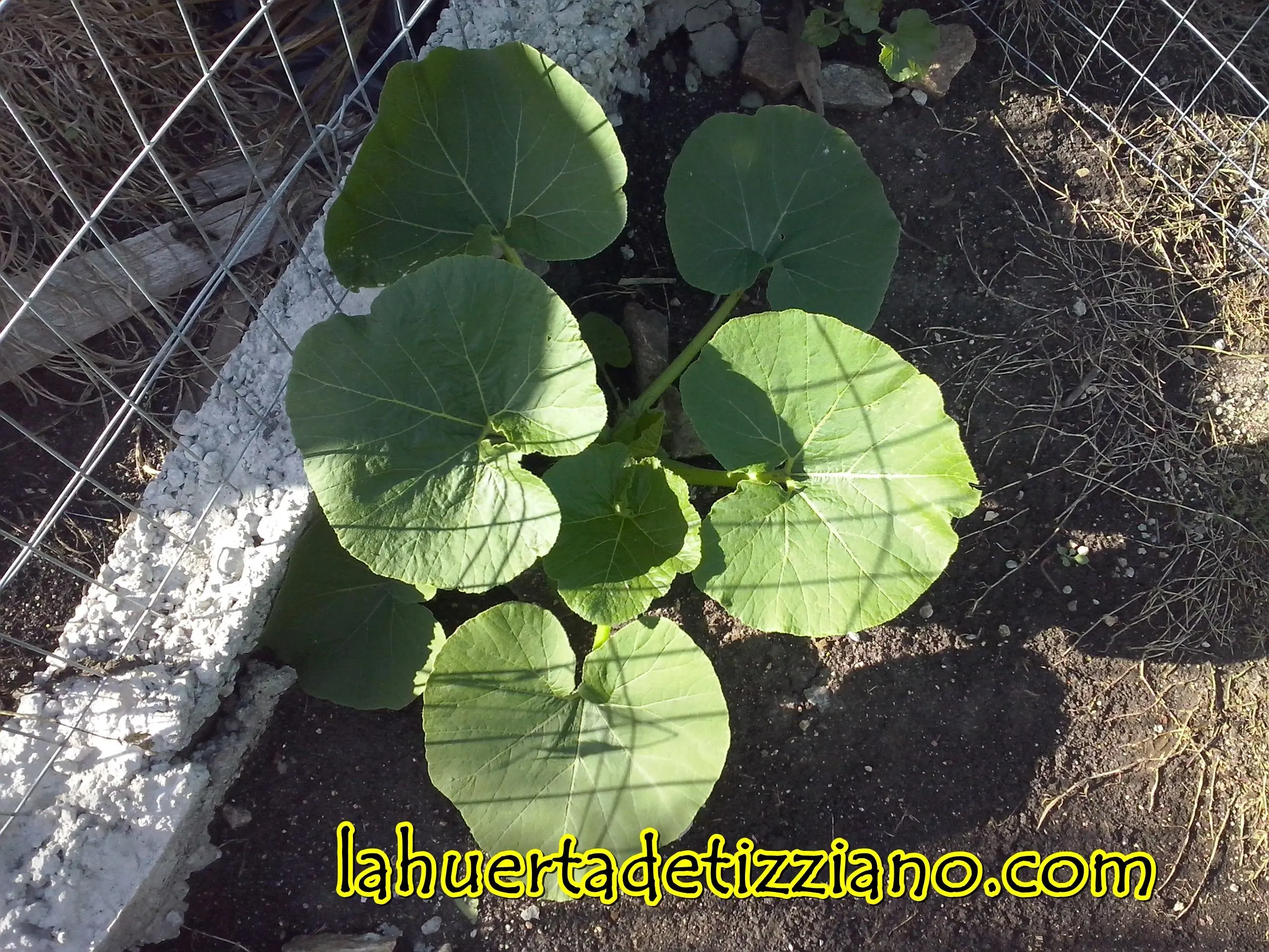 huerta
