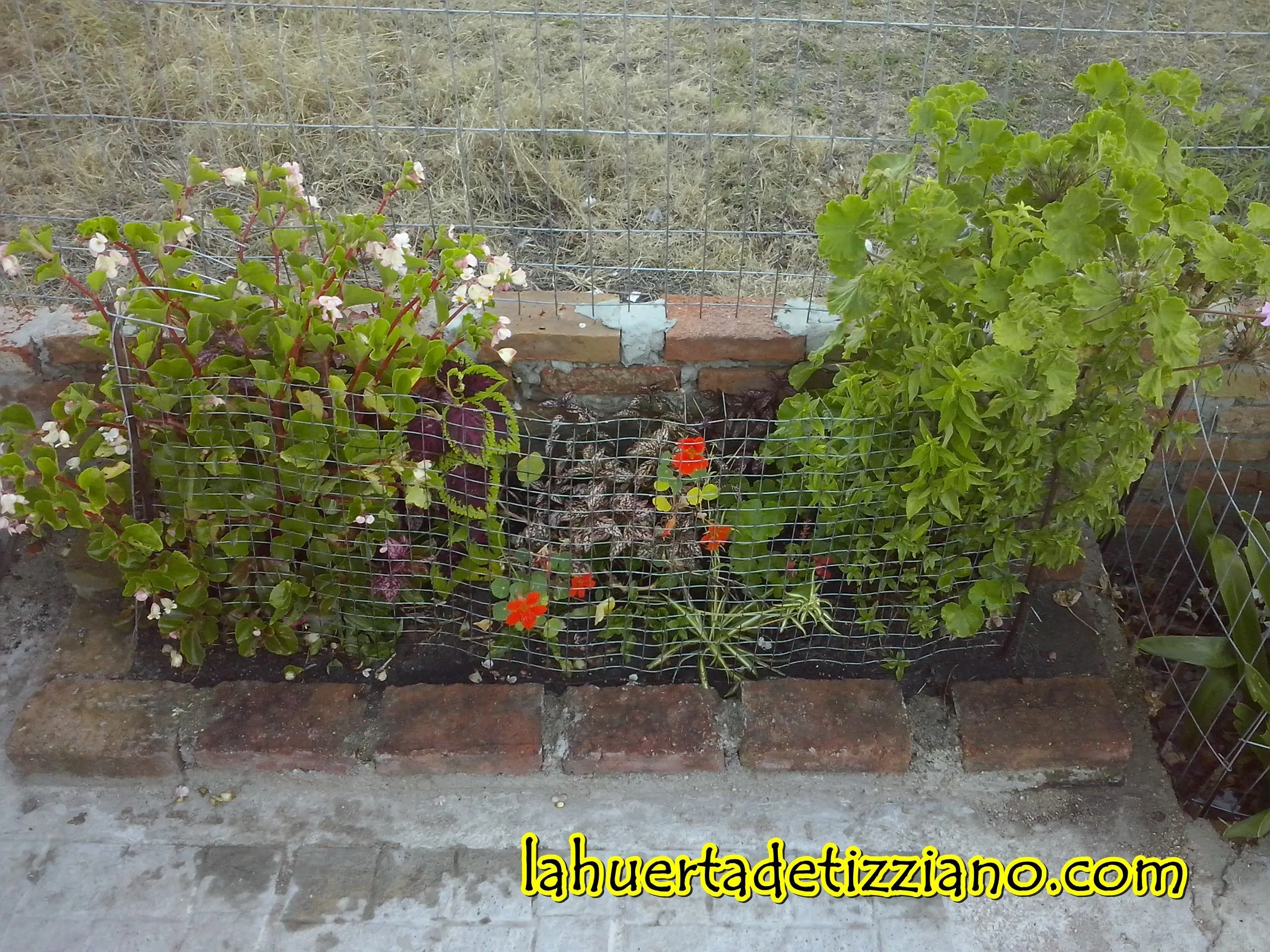 plantas