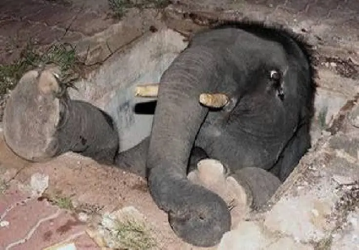 ¿cómo llegaron ahí? animales atrapados