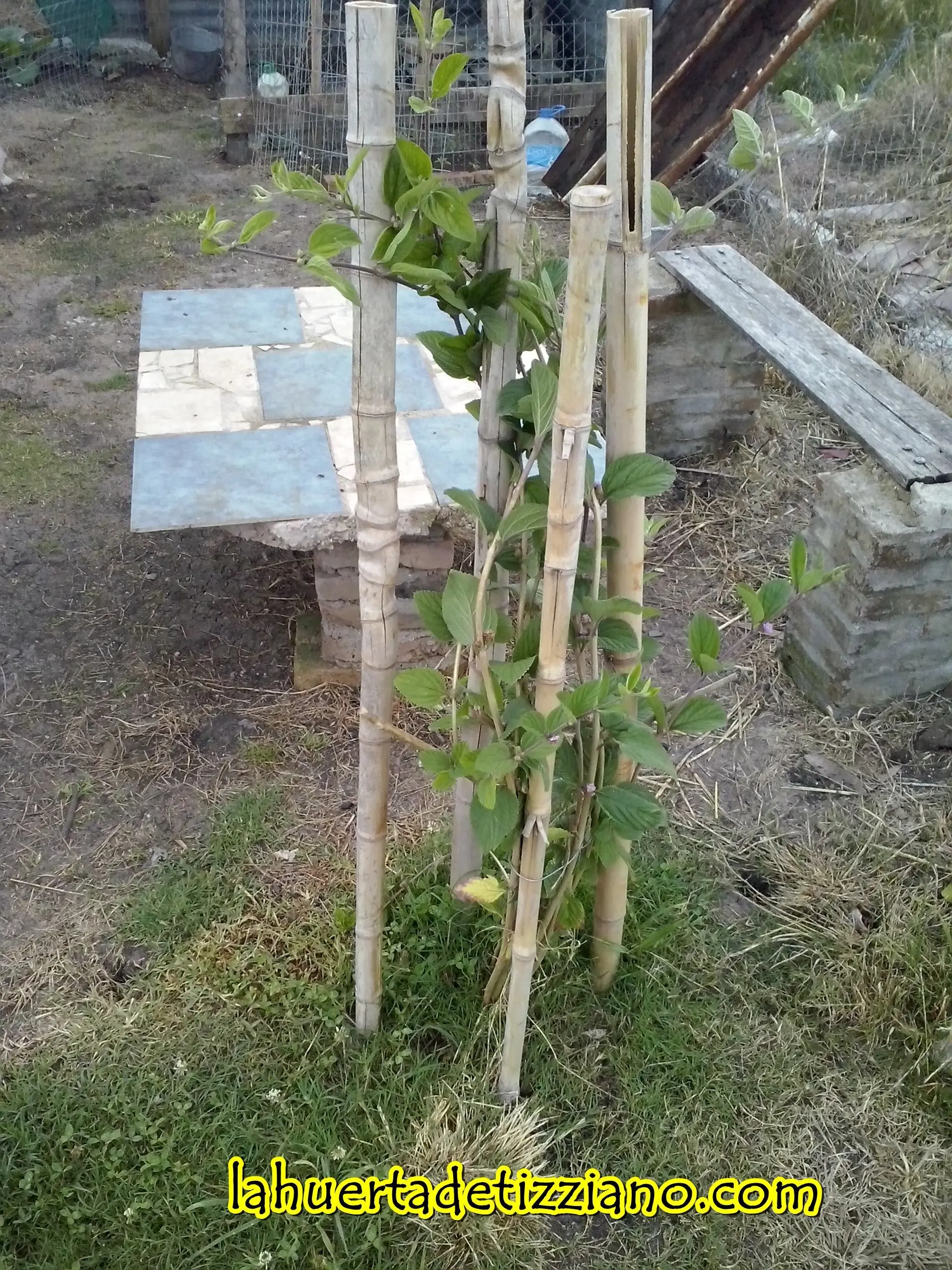 ecologia