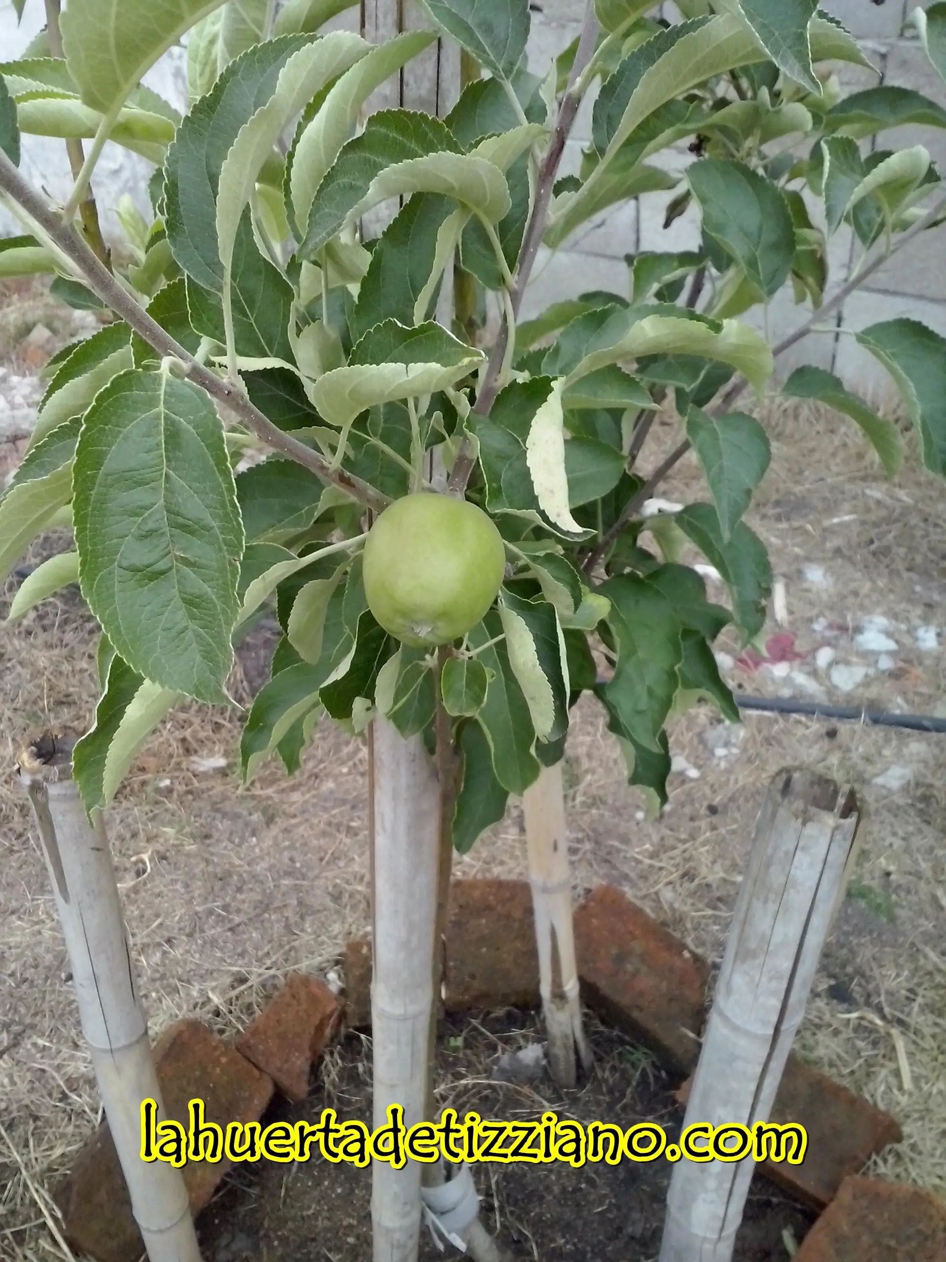 ecologia