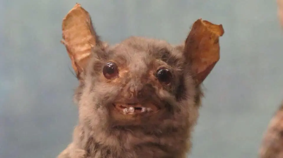 josecito