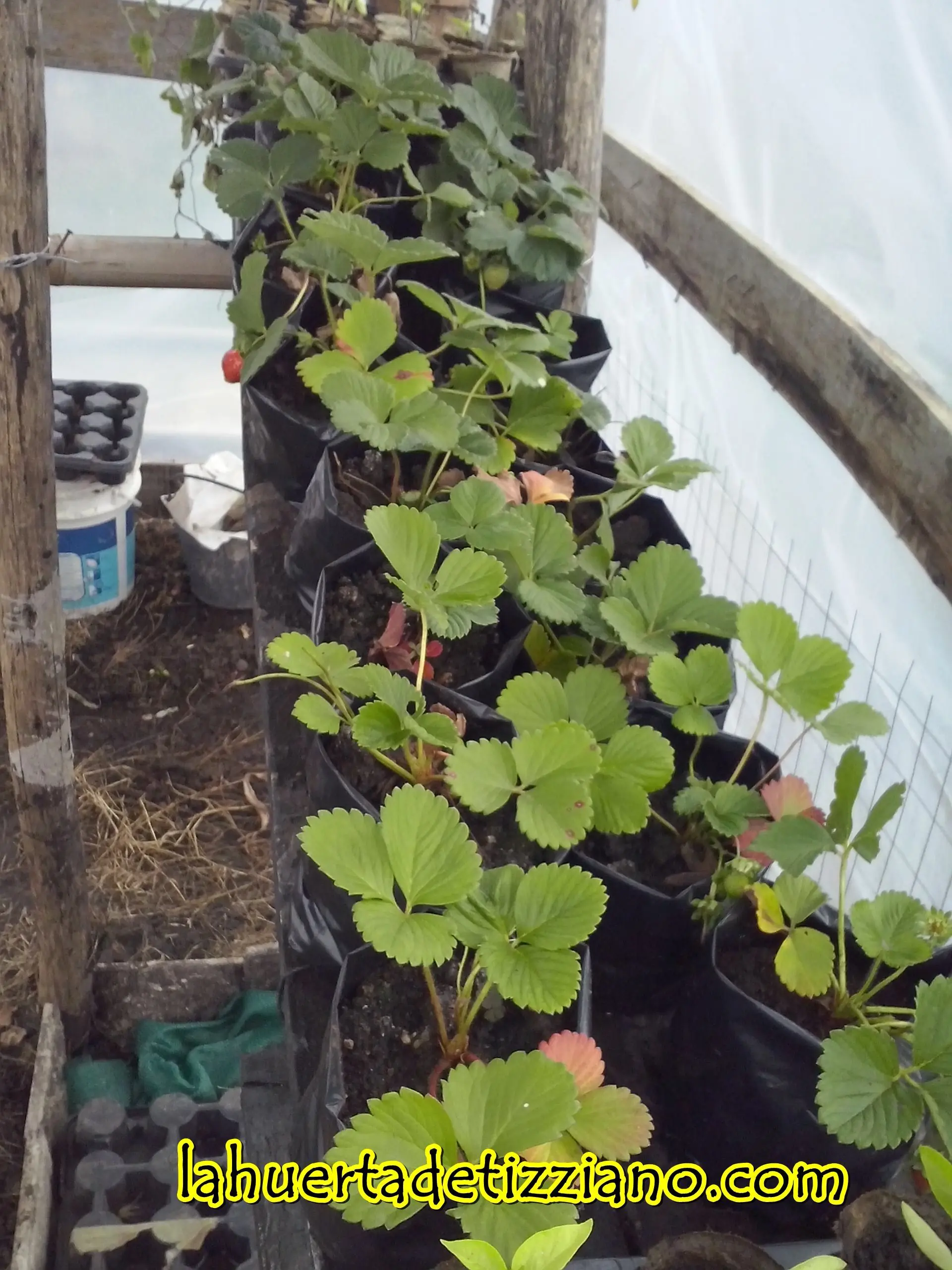 plantas