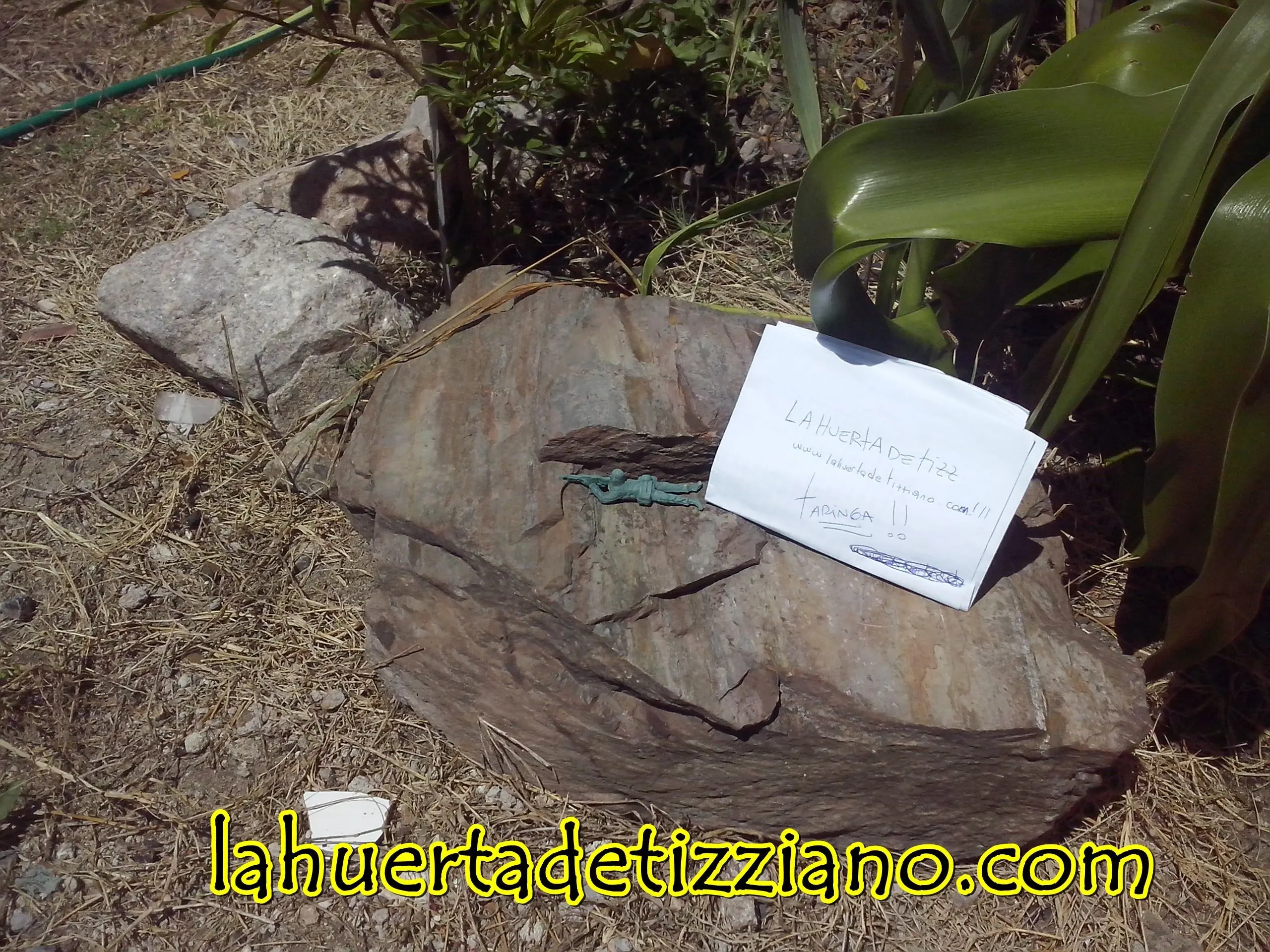 plantas