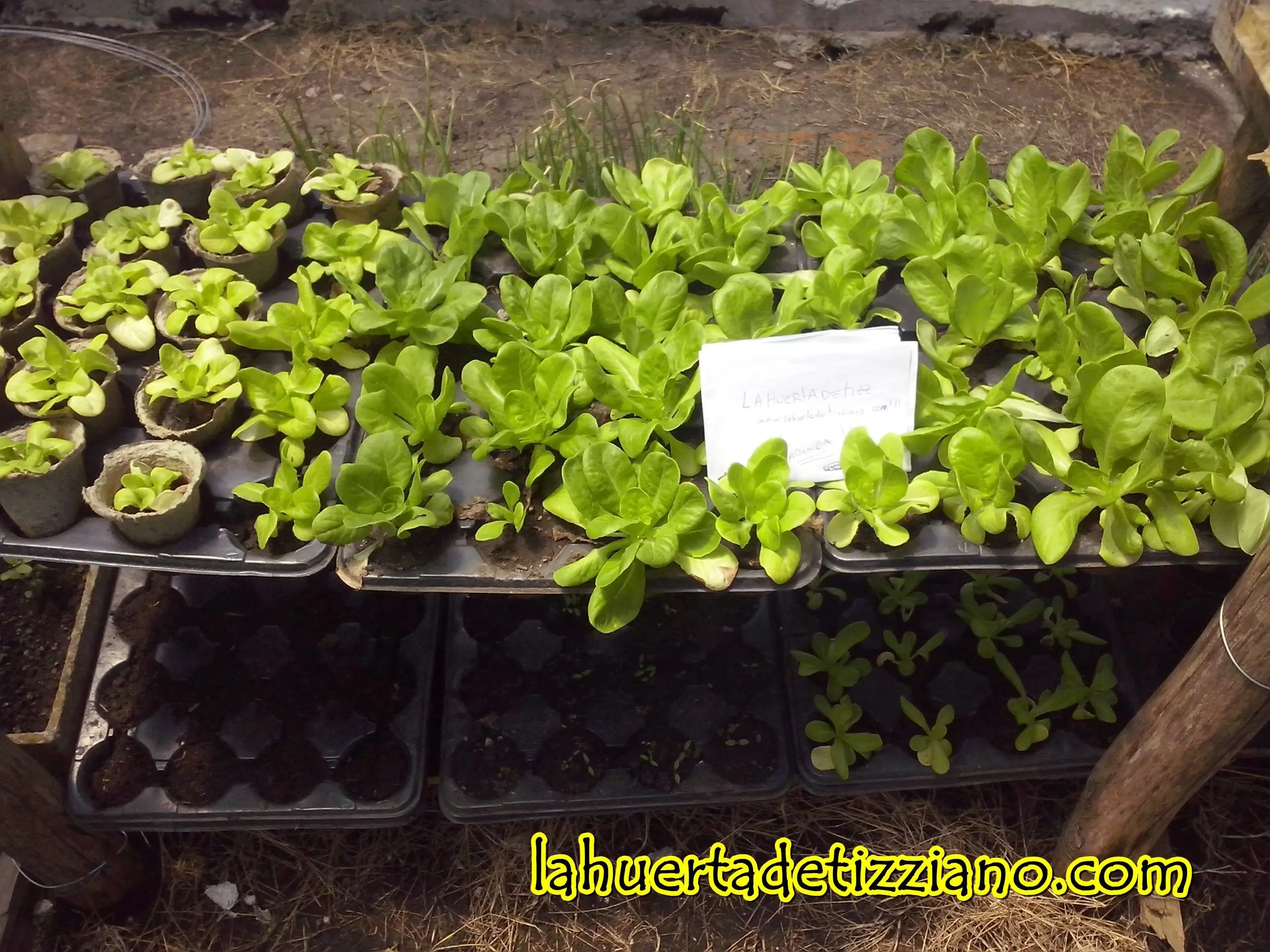 plantas