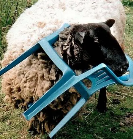 ¿cómo llegaron ahí? animales atrapados
