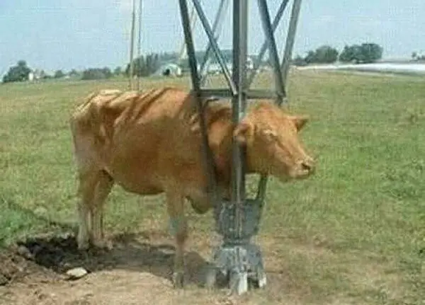 ¿cómo llegaron ahí? animales atrapados