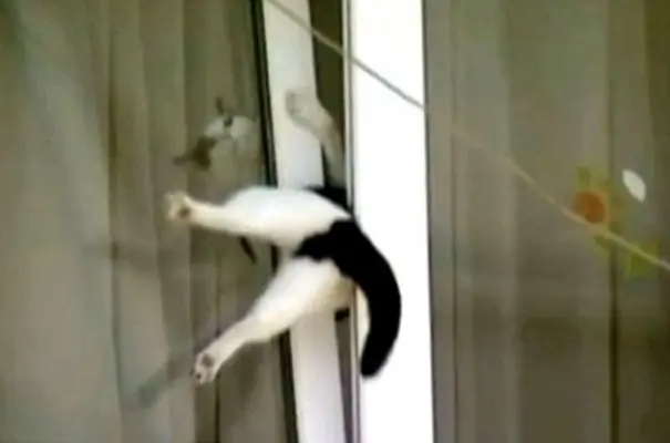 ¿cómo llegaron ahí? animales atrapados
