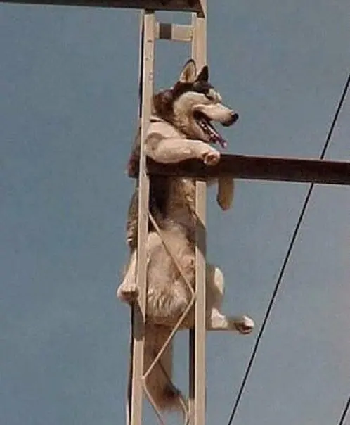 animales
