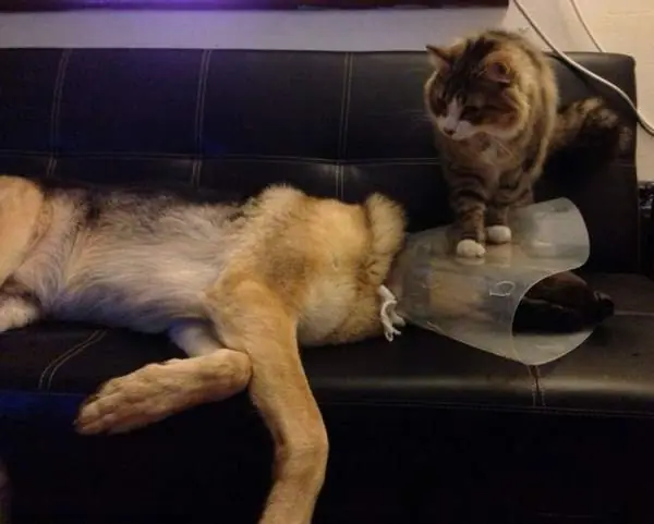 Estos 30 animales son unos ¡verdaderos MALEDUCADOS!