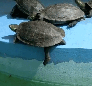 Estos 30 animales son unos ¡verdaderos MALEDUCADOS!