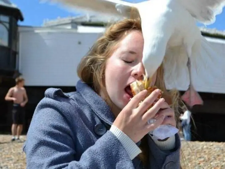 animales