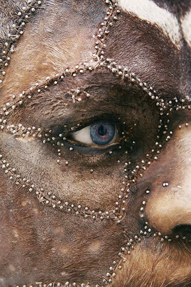 taxidermia