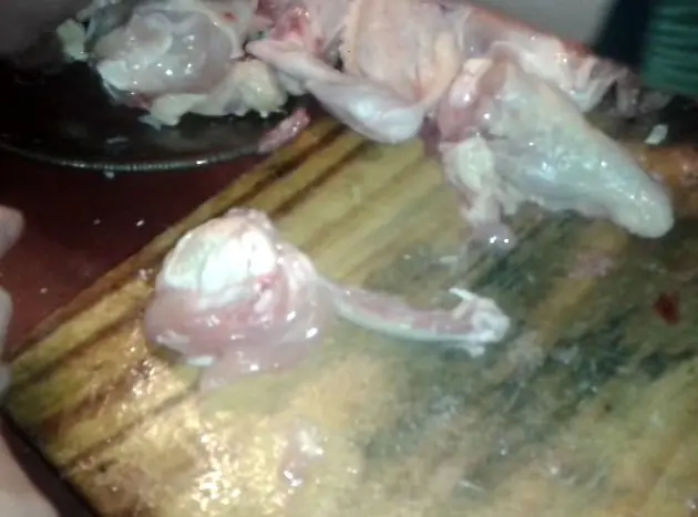 Pollo