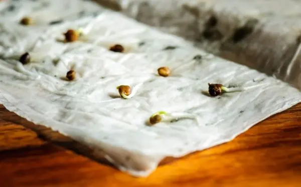 20 Trucos para ser un as de la jardinería!