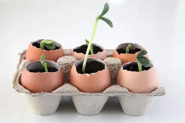 20 Trucos para ser un as de la jardinería!