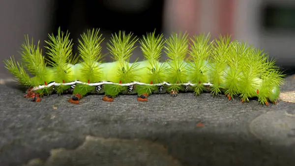 Top 5 de bichos mas asquerosos y aterradores caseros.