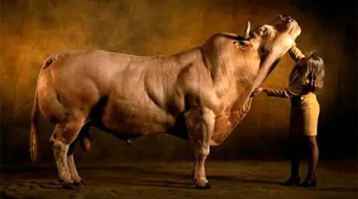 Monstruosas vacas transgénicas ya son una realidad