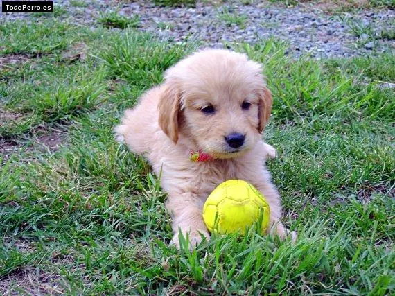 25 Trucos que hacen que cuidar un perro sea facil