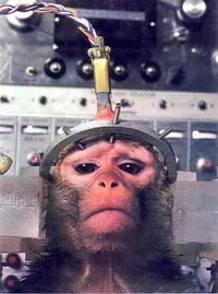 Decile NO al maltrato animal