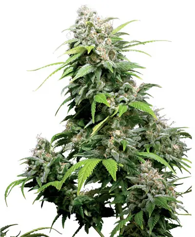 marihuana