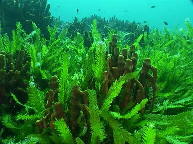 ecologia