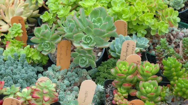 plantas