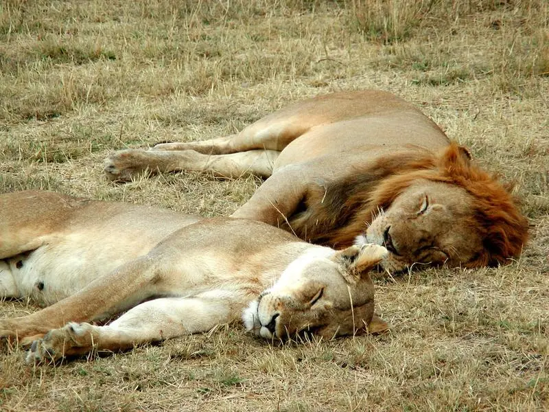 machos