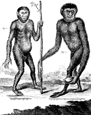 hominidos