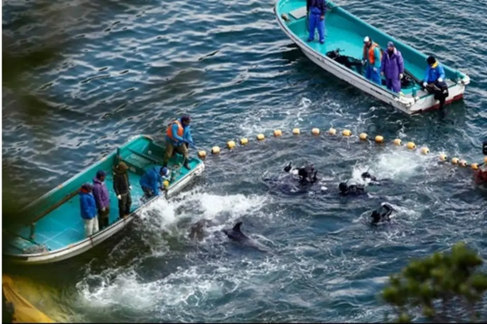 Caza de delfines: Japón no tiene ‘vergüenza’
