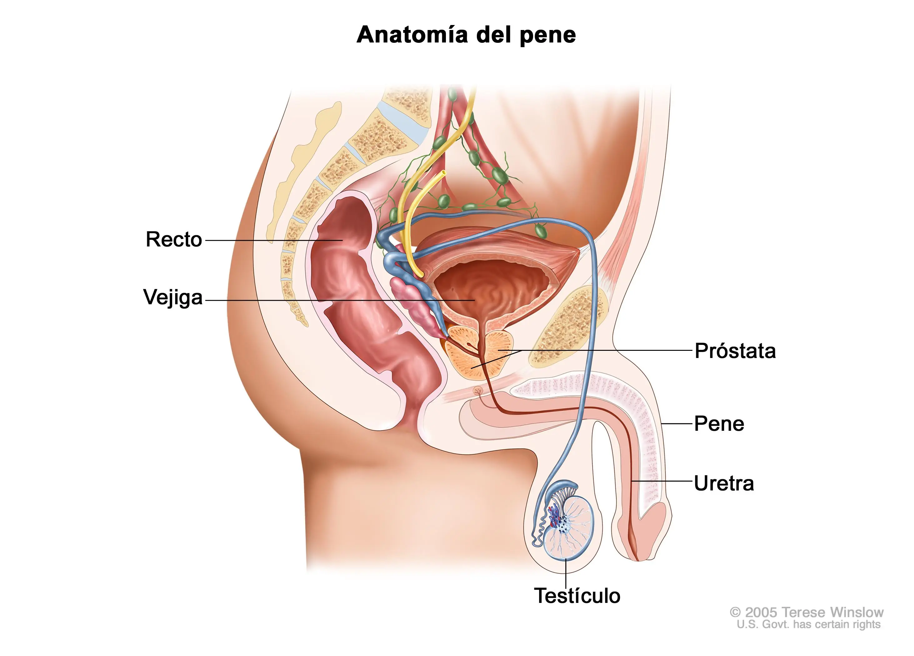 Sabes qué es el Cáncer de Pene?