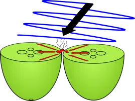 sabias