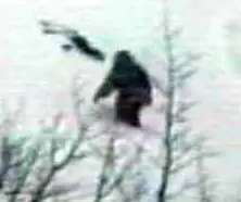hominidos