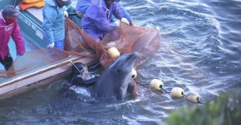caza de delfines
