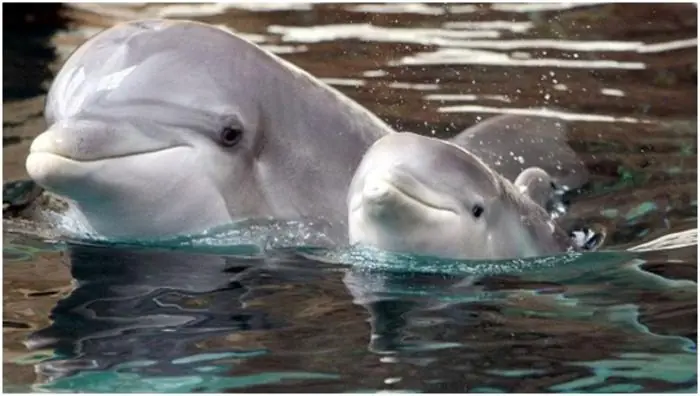 Caza de delfines: Japón no tiene ‘vergüenza’